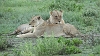 _17C1594 Lionesses
